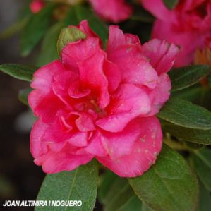 Rhododendron simsii. (Orn)