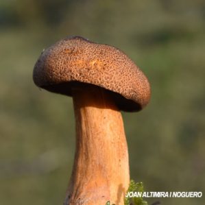 Boletus queletii