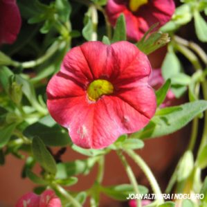 Calibrachoa hybrida. (Orn)