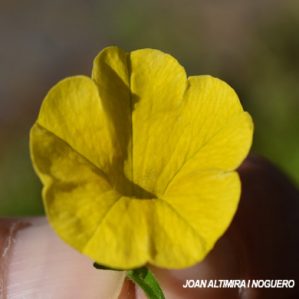 Calibrachoa hybrida var. flaviflora (Orn)
