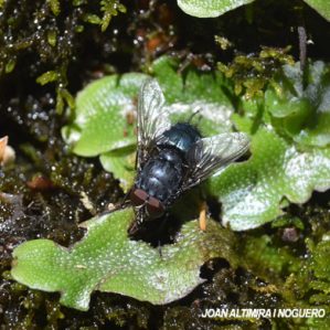 Calliphora vicina