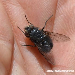 Calliphora vomitoria
