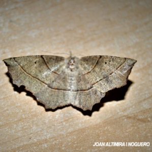 Campaea honoraria