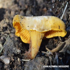 Cantharellus subpruinosus
