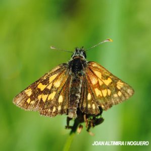 Carterocephalus palaemon
