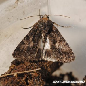 Catephia alchymista