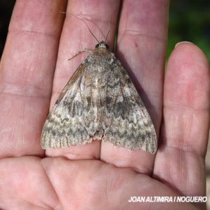 Catocala elocata