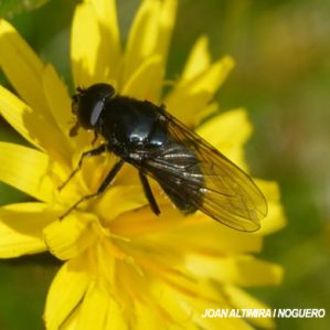 Cheilosia pagana