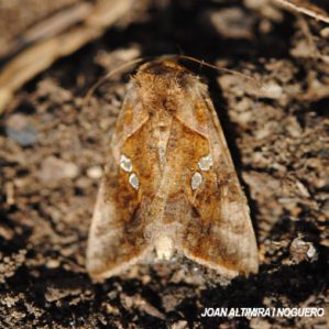 Chrysodeixis chalcites