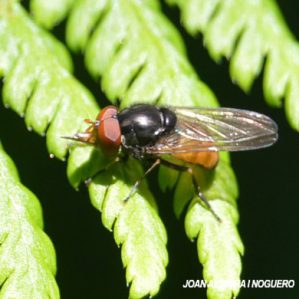 Chrysogaster solstitialis