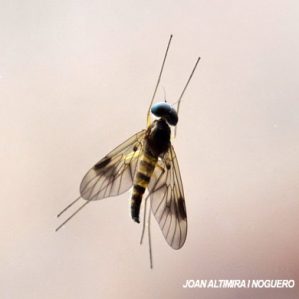 Chrysopilus cristatus