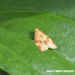 Clepsis consimilana