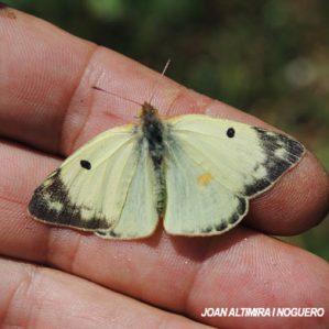 Colias alfacariensis