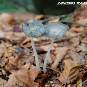 Coprinopsis cinerea