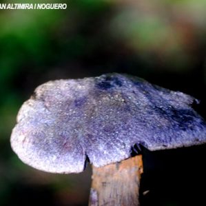 Cortinarius violaceus