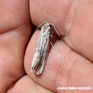 Coscinia cribraria