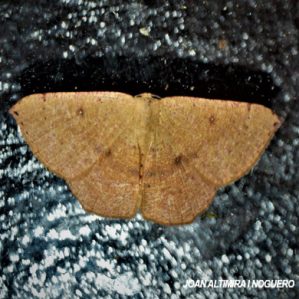 Cyclophora puppillaria