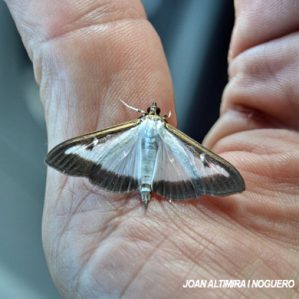 Cydalima perspectalis