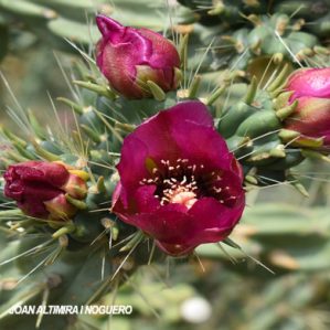 Cylindropuntia fulgida (Nat.)