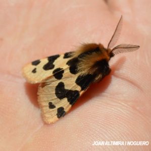 Cymbalophora pudica