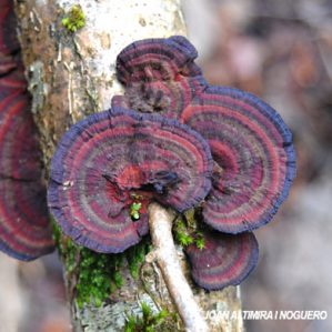 Daedaleopsis tricolor