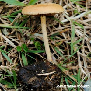 Deconica merdaria