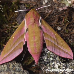 Deilephila elpenor