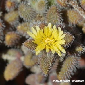 Delosperma echinatum. (Orn)