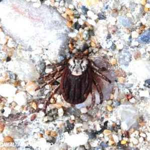 Dermacentor marginatus