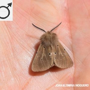 Diaphora mendica