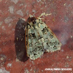 Dichonia aprilina