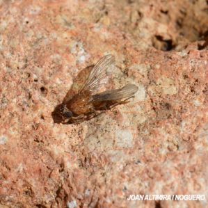 Drosophila melanogaster