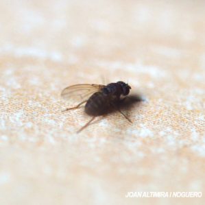 Drosophila funebris