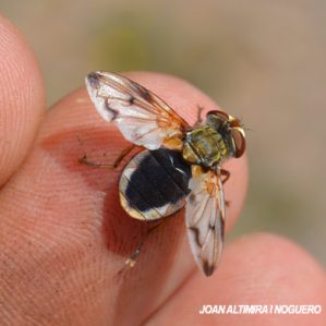 Ectophasia leucoptera