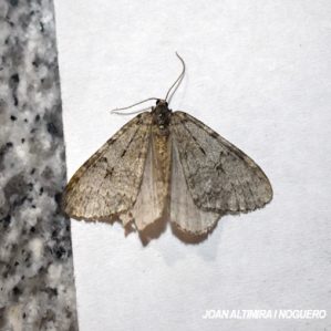 Epirrita autumnata