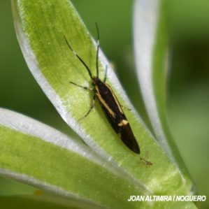 Esperia sulphurella