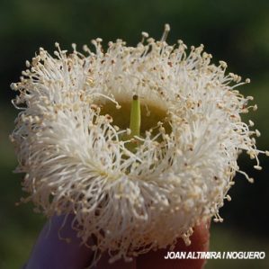 Eucalyptus globolus. (Orn)