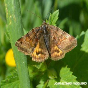 Euclidia glyphica