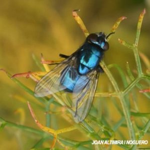 Eudasyphora cyanicolor