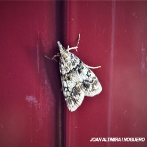 Eudonia lacustrata