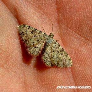 Eupithecia subfuscata
