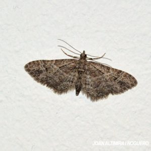 Eupithecia pusillata