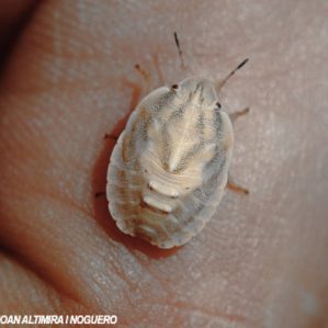 Eurygaster maura