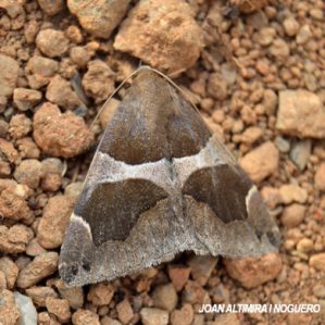 Dysgonia algira