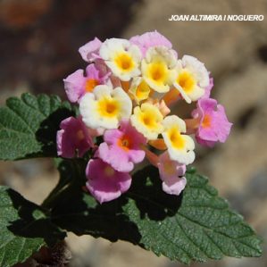 lantana camara var. mutabilis (Orn)