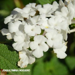 Lantana camara var. alba (Orn)