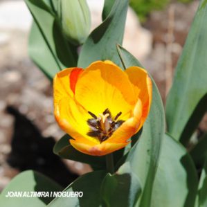 Tulipa fosteriana var. flava (Orn)