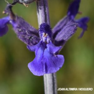 Salvia farinacea. (Orn)
