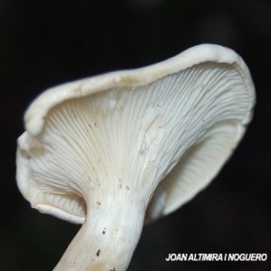 Clitopilus prunulus
