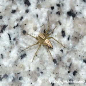 Oxyopes heterophthalmus